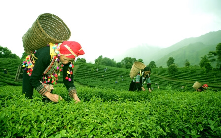 Découverte approfondie du Vietnam en 5 semaines 8 Programme en bref