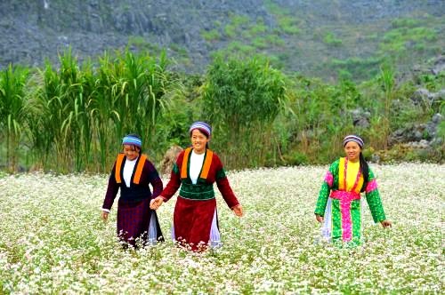 Ha Giang - La saison des fleurs de sarrasin - Hoa Tam Giác Mạch