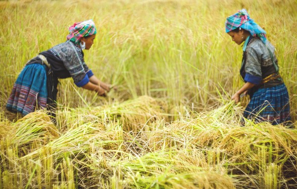 les-techniques-agricoles-dans-le-nord-vietnam