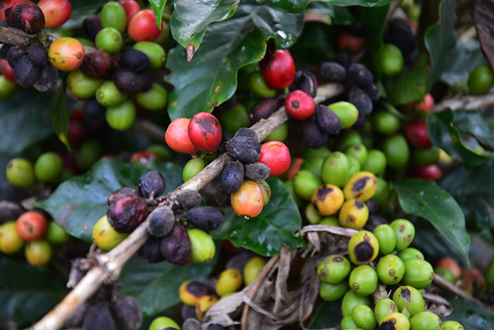mondolkiri-cambodge-plantations-cafe