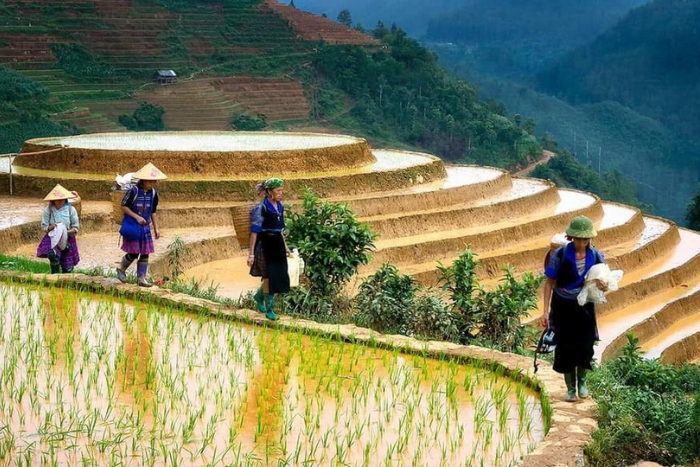 Où aller en mai au Vietnam pour les rizières en terrasses 