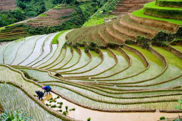 Où aller en mai au Vietnam pour les rizières en terrasses ? Découvrez les plus belles destinations