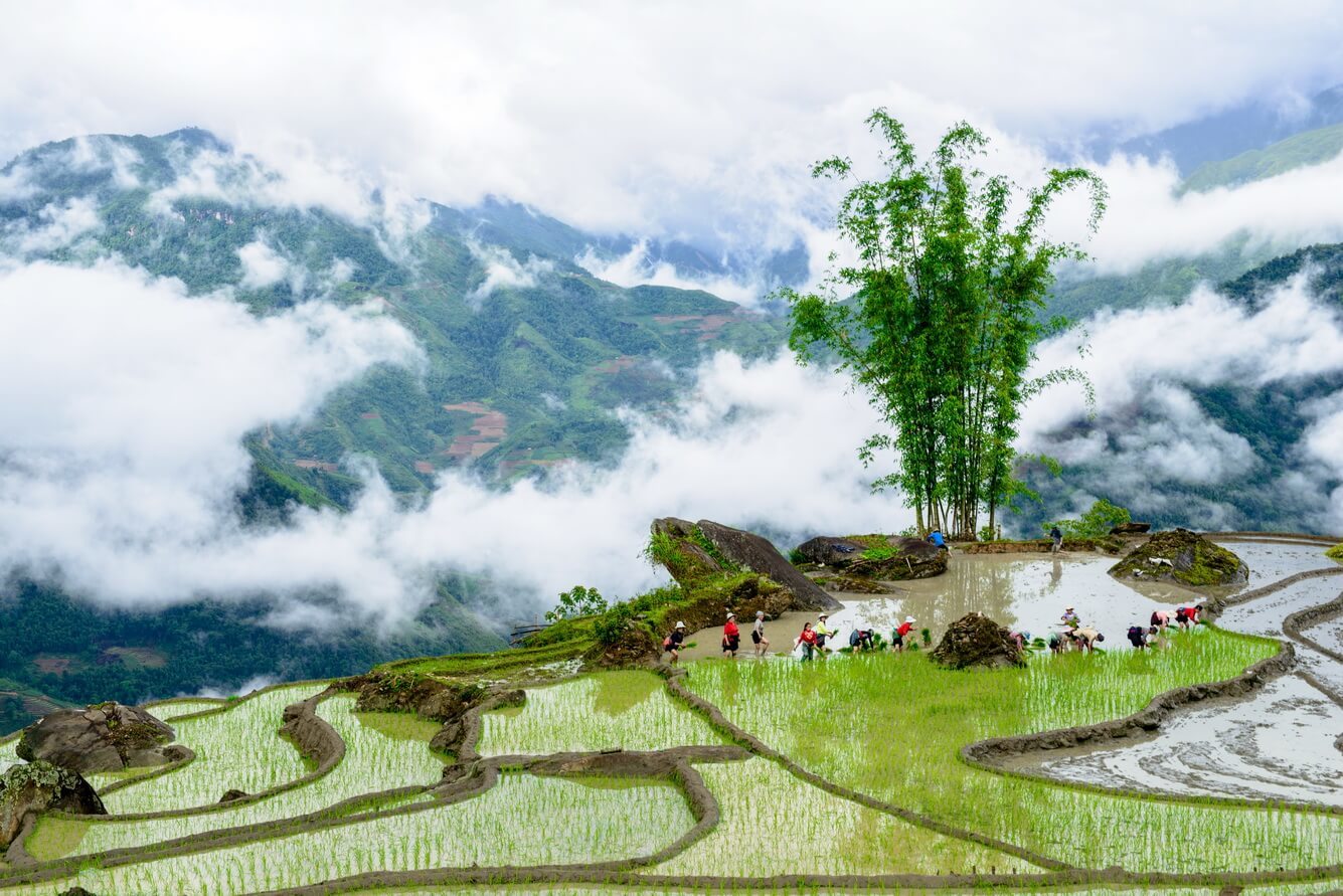 Où aller en mai au Vietnam pour les rizières en terrasses ? Découvrez les plus belles destinations