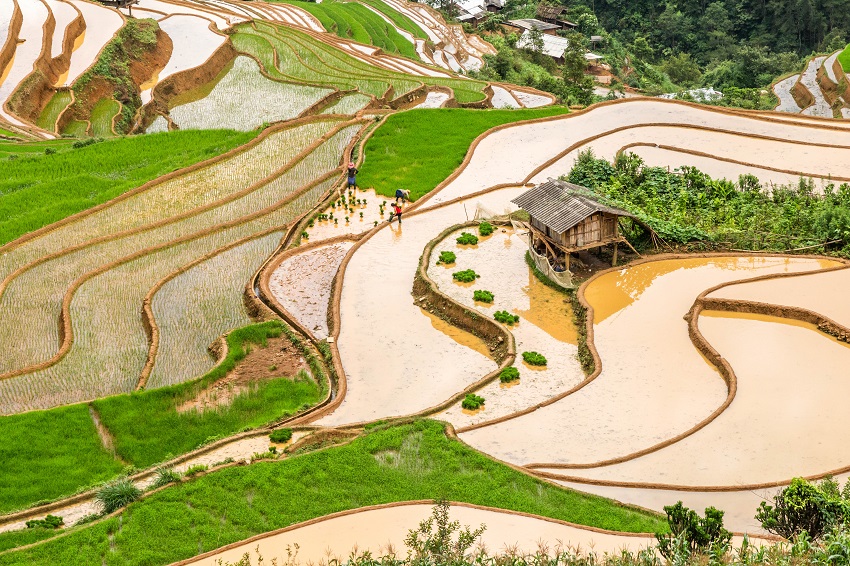 Où aller en mai au Vietnam pour les rizières en terrasses ? Découvrez les plus belles destinations