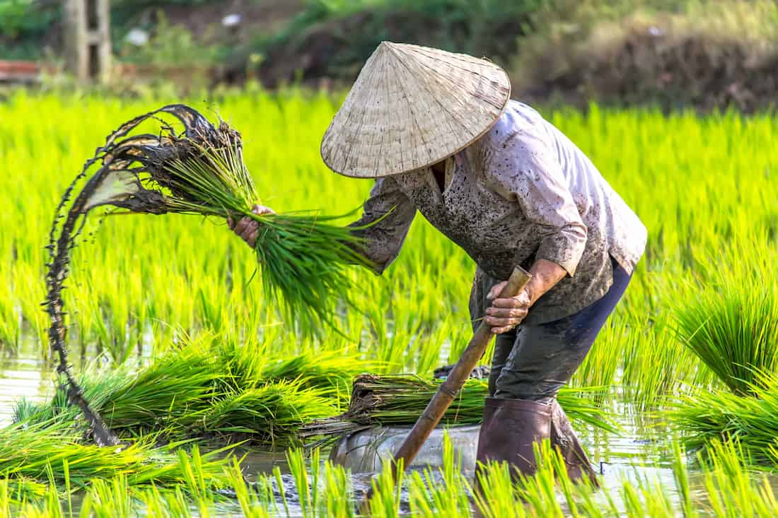 Où aller en mai au Vietnam pour les rizières en terrasses ? Découvrez les plus belles destinations