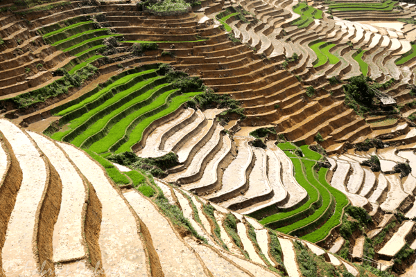 riziere-vietnam