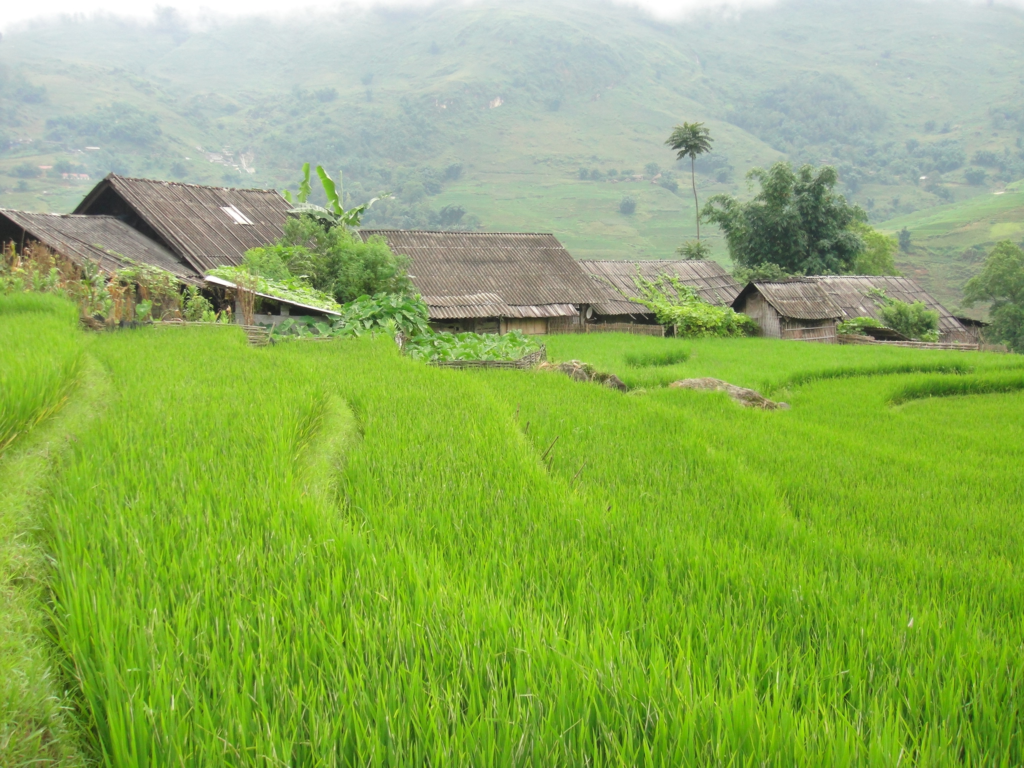 Voyage au Nord Vietnam - Aventures Inoubliables au Cœur des Ethnies et des Paysages