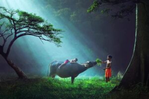 Que faire sur la réserve naturelle de Pu Luong ?