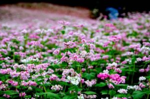 2e fête des fleurs de sarrasin à Ha Giang (Province au Nord Vietnam)