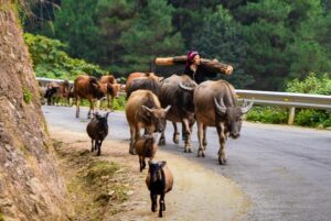 Où partir au Vietnam en Avril?