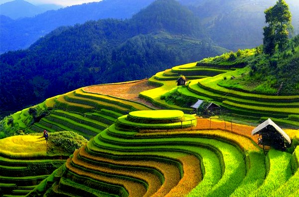 Les rizières en terrasses au Nord du Vietnam