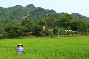 Voyage au Nord Vietnam Mr Jean-Noël et Mme Colette – Jour 2