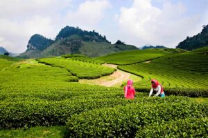 Voyage au Vietnam sur Mesure avec agence Agenda Tour