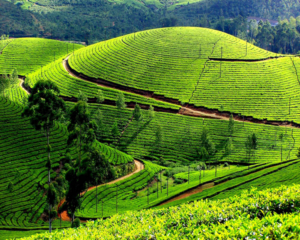 Guide de Voyage à Moc Chau – Pays de la culture du Nord-Ouest Vietnam