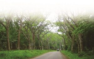 Le Parc national de Cuc Phuong