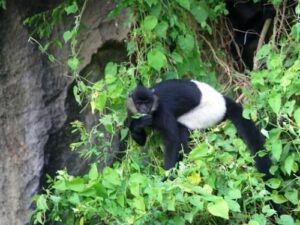 Découvrez les forêts, les parcs nationaux au Vietnam