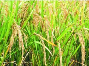 La culture de Riz des Vietnamiens