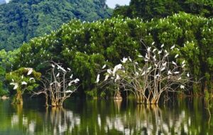 Promenade au parc ornithologique de Thung Nham