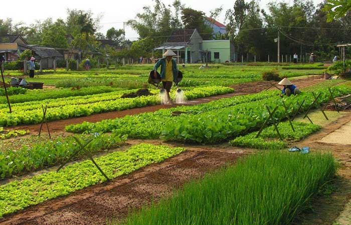 Le village de maraîchage Tra Que