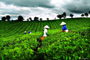Ethnie Thai du Vietnam: Un héritage culturel vibrant entre traditions ancestrales et modernité