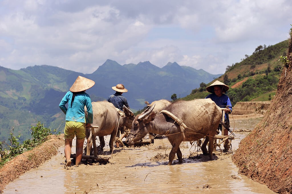 Les annarques sur voyage Vietnam et Comment les évitez vous ? 