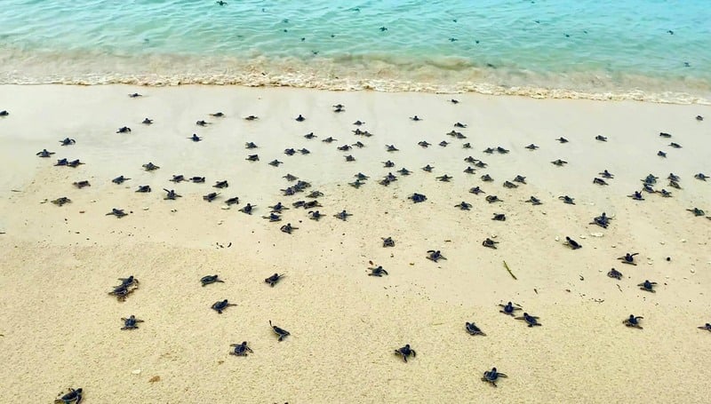 Phu Quoc ou Con Dao : où aller pour les plus belles plages
