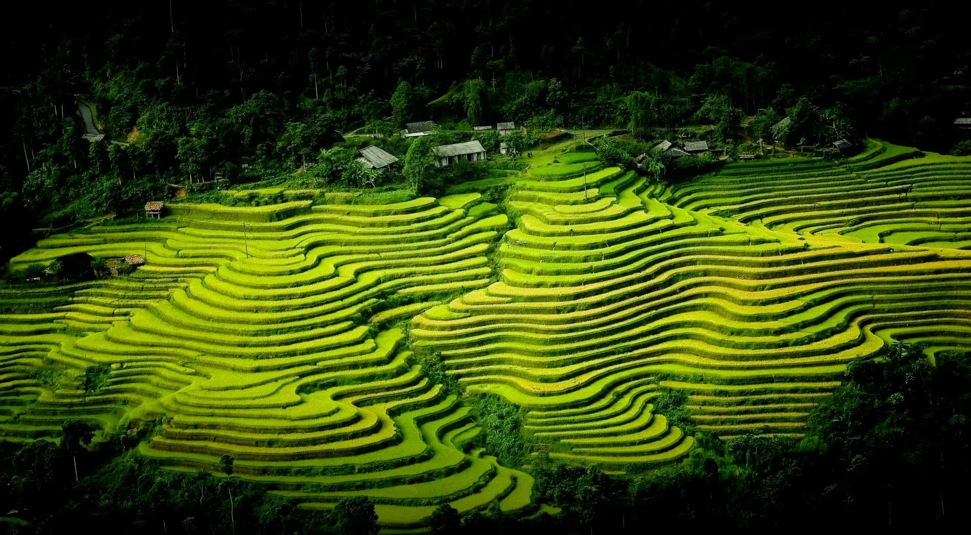 Agence-de-voyage-au-Vietnam-Riziere