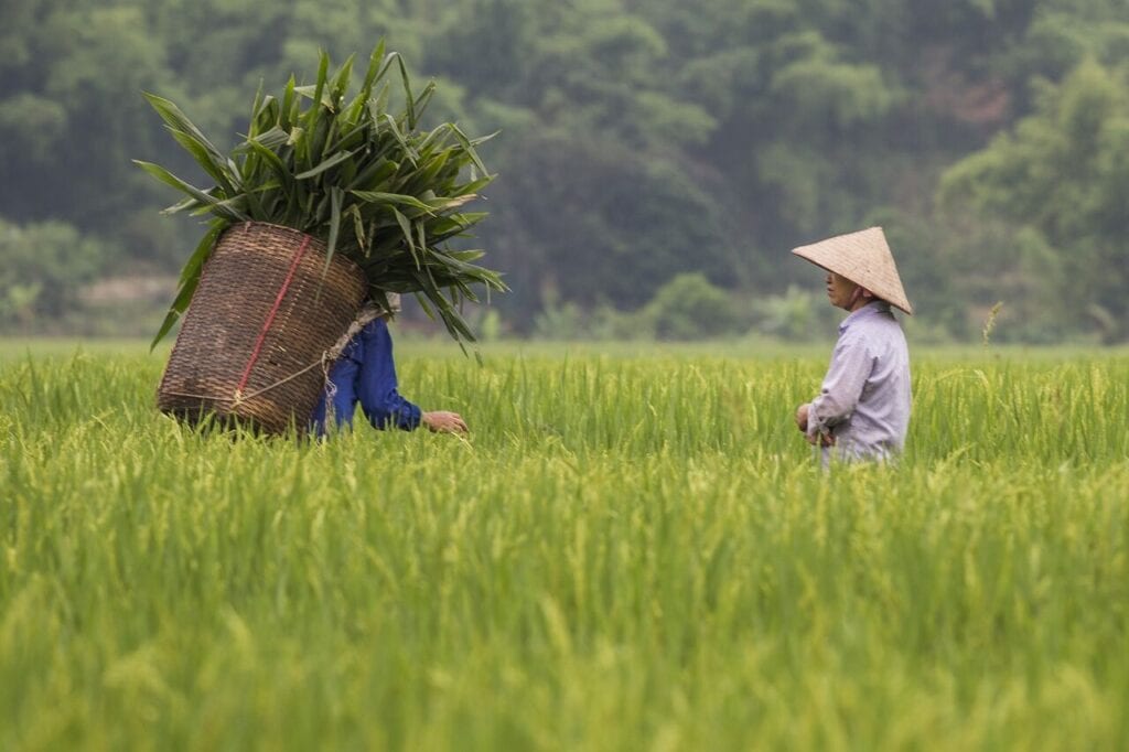 Erreurs à éviter au Vietnam