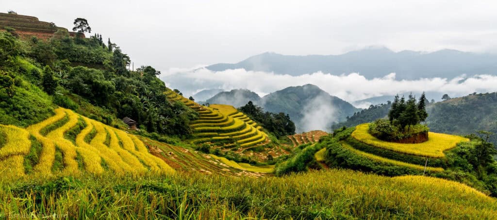 Paysage de terrasses agricoles verdoyantes dans les montagnes du Vietnam.